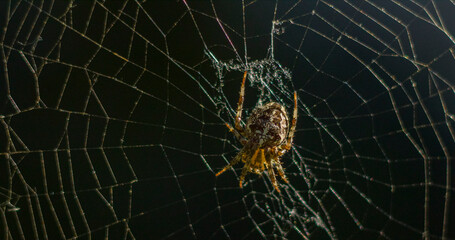 creepy spider on the web
