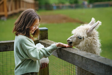 School european girl feeding fluffy furry alpacas lama. Happy excited child feeds guanaco in a wildlife park. Family leisure and activity for vacations or weekend © Irina Schmidt