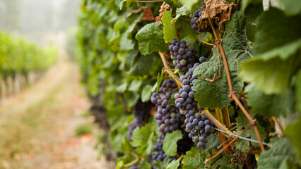 Purple grapes in vine branch 