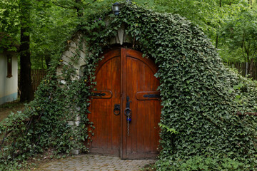 Anciant cellar door with ivy plant, Moldova.