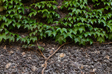 Ivy plant, green ivy plant growing on antique brick wall.