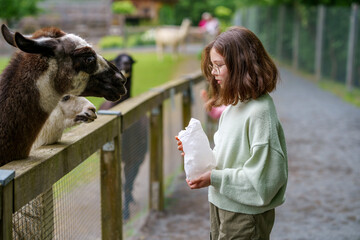 School european girl feeding fluffy furry alpacas lama. Happy excited child feeds guanaco in a...