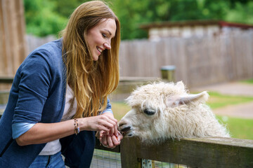 Young european woman feeding fluffy furry alpacas lama. Happy excited adult feeds guanaco in a wildlife park. Family leisure and activity for vacations or weekend