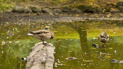 Mallard duck sleeping on log in pond - Vancouver Canada