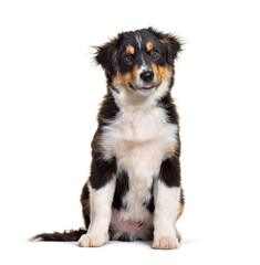 Fototapeta premium Black and tan Puppy Miniature American Shepherd, fourteen weeks old