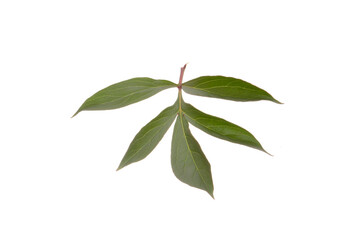 home flower isolated on white background