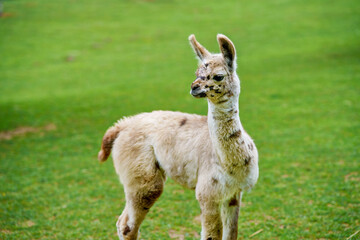 Cute alpaca ama, llama in animal farm. Beautiful alpaca or llama in paddock cade. Animal portrait...
