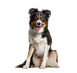 Portrait Tri-color border collie dog sitting, panting and looking at the camera, isolated on white