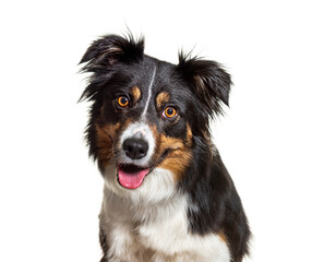 Head shot portrait of a Tri-color border collie dog facing, isolated on white