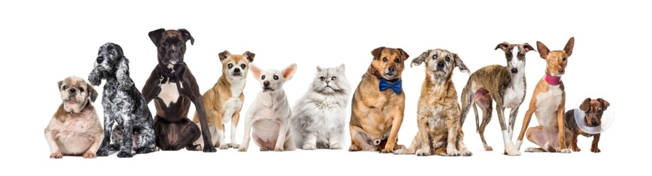 Group of sick, blind, injured, disabled dogs and cat standing in a row, isolated on white