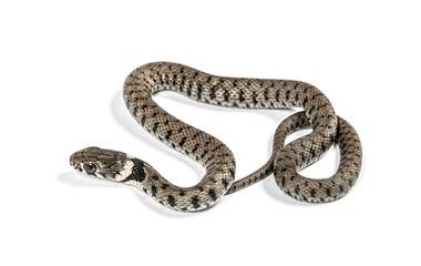 Grass snake, Natrix natrix, Isolated on white