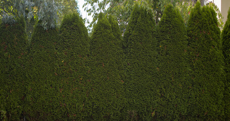 Pine trees as background vancouver canada