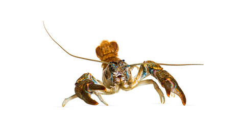 Stone crayfish, Austropotamobius torrentium, is a freshwater crayfish, isolated on white