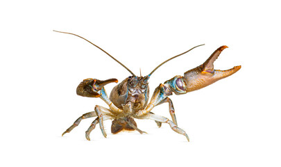 Stone crayfish, Austropotamobius torrentium, is a freshwater crayfish, isolated on white