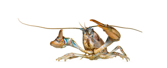 Stone crayfish, Austropotamobius torrentium, is a freshwater crayfish, isolated on white