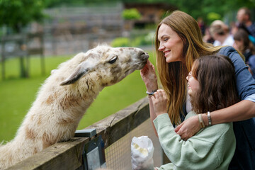 School european girl and woman feeding fluffy furry alpacas lama. Happy excited child and mother feeds guanaco in a wildlife park. Family leisure and activity for vacations or weekend