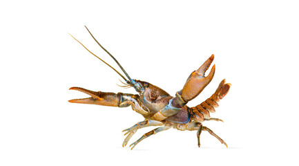 Side view of stone crayfish showing its claws, Austropotamobius torrentium, is a freshwater...