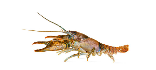 Side view of stone crayfish, Austropotamobius torrentium, is a freshwater crayfish, isolated on...