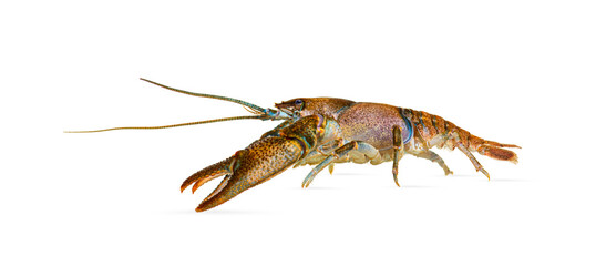 Side view of stone crayfish, Austropotamobius torrentium, is a freshwater crayfish, isolated on...