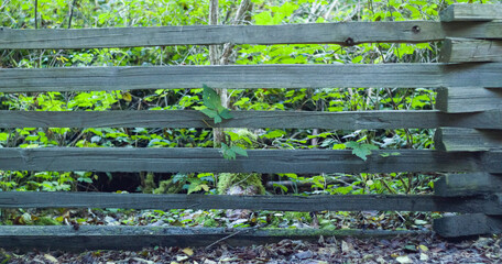 close up Wooden fence in the woods - vacouver canada
