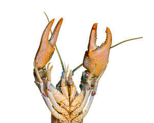 Side view of stone crayfish showing its claws, Austropotamobius torrentium, is a freshwater...