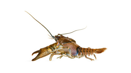 Side view of stone crayfish, Austropotamobius torrentium, is a freshwater crayfish, isolated on white