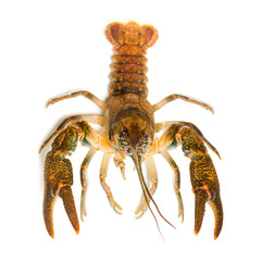 Stone crayfish, Austropotamobius torrentium, is a freshwater crayfish, isolated on white