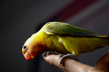 lovebirds are very beautiful. on a man's finger