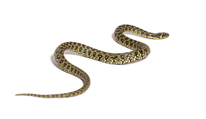 Viperine water snake crawling away, Natrix maura, nonvenomous and Semiaquatic snake, Isolated on...