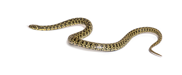 Viperine water snake crawling away, Natrix maura, nonvenomous and Semiaquatic snake, Isolated on white - obrazy, fototapety, plakaty