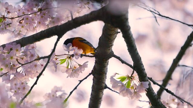 Bright orange Baltimore oriole bird perched on a cherry blossom tree branch collecting nectar and flowers