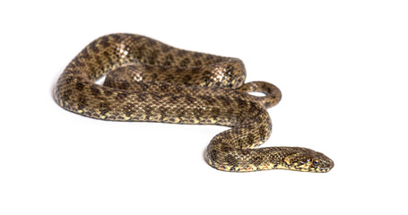 Viperine water snake, Natrix maura, nonvenomous and Semiaquatic snake, Isolated on white