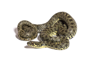 Viperine water snake, Natrix maura, nonvenomous and Semiaquatic snake, Isolated on white