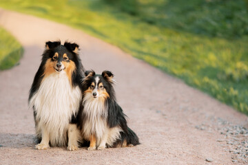 Two Sheltie dogs sitting on dirt road and looking at camera.