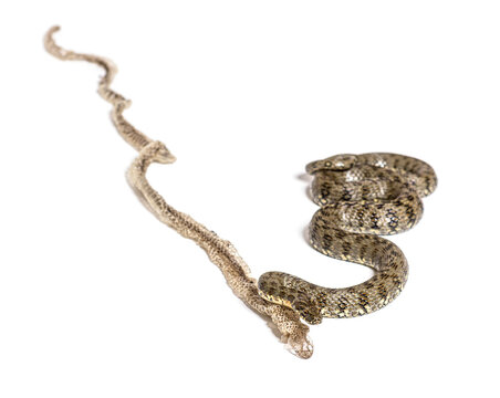 Viperine water snake, Natrix maura, Shedding Skin UK Molting, nonvenomous and Semiaquatic snake, Isolated on white