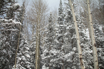Snow covered mountains
