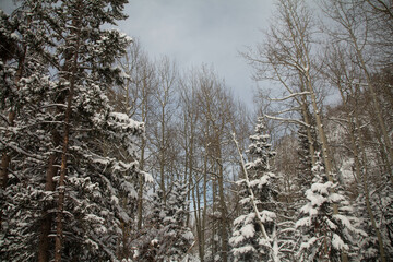 Snow covered mountains