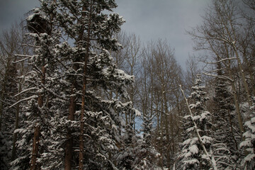 Snow covered mountains
