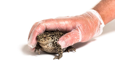 Gloved Human hand catching European common toad, Bufo bufo, Crapaud commun