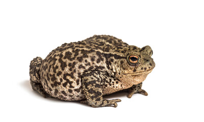 European common toad, Bufo bufo, isolated on white