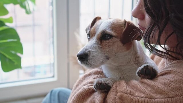 Portrait Jack Russell dog in arms young beautiful woman European appearance. cute little dog arms of his owner. Loyalty fidelity to pets. Close-up in cozy modern apartment. The concept love for pet