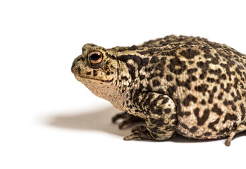 European common toad, Bufo bufo, Crapaud commun