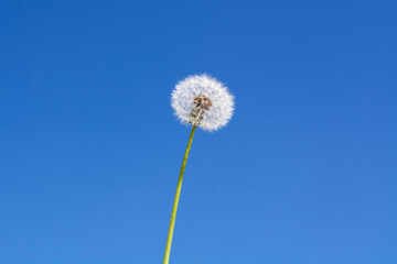 dandelion on the background of a blue sky The concept of summer