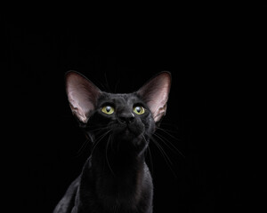 oriental black cat on a dark background. graceful pet