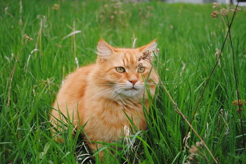 Naklejka na ściany i meble A ginger cat in a grass 