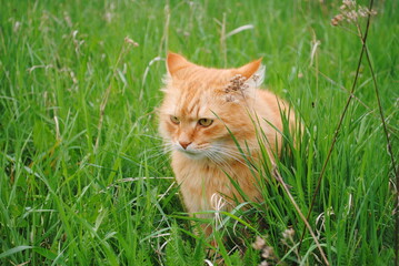 Naklejka na ściany i meble Ginger cat in a grassfield