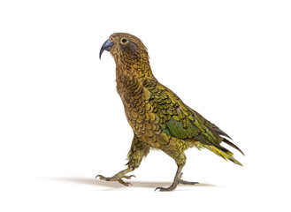 Kea bird waliking, Nestor notabilis, or Alpine parrot, isolated on white
