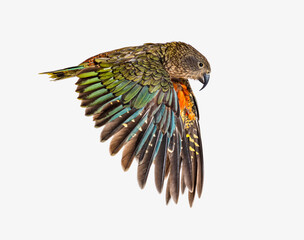 Kea Bird, Nestor notabilis, or Alpine parrot, flying, isolated on white