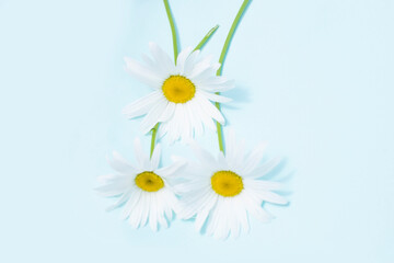 A white chamomile on a blue background. The concept of summer