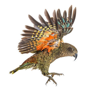 Kea Bird, Nestor notabilis, or Alpine parrot, flying, isolated on white
